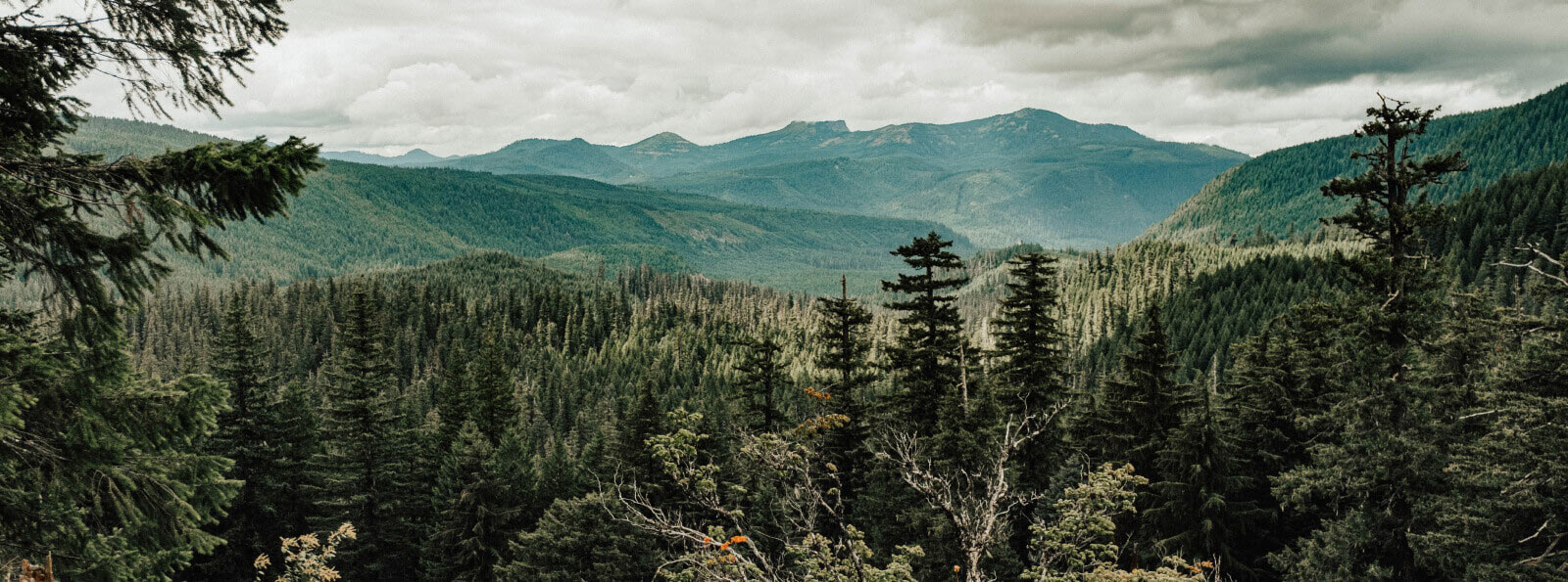 Landscape of a forest and mountains in the background